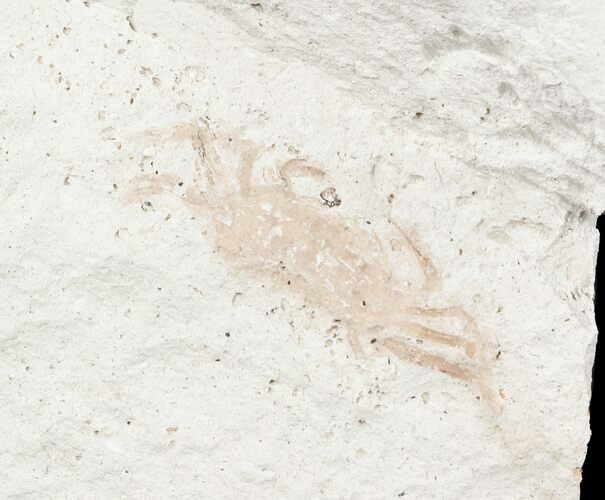 Fossil Pea Crab (Pinnixa) From California - Miocene #57508